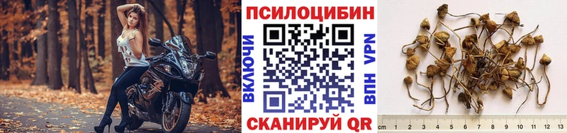Галлюциногенные грибы Psilocybe  закладка  Кушва 
